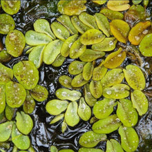 Load image into Gallery viewer, One Cup of Mixed Floaters-Aquatic Plants-Glass Grown-Glass Grown Aquatics-Aquarium live fish plants, decor
