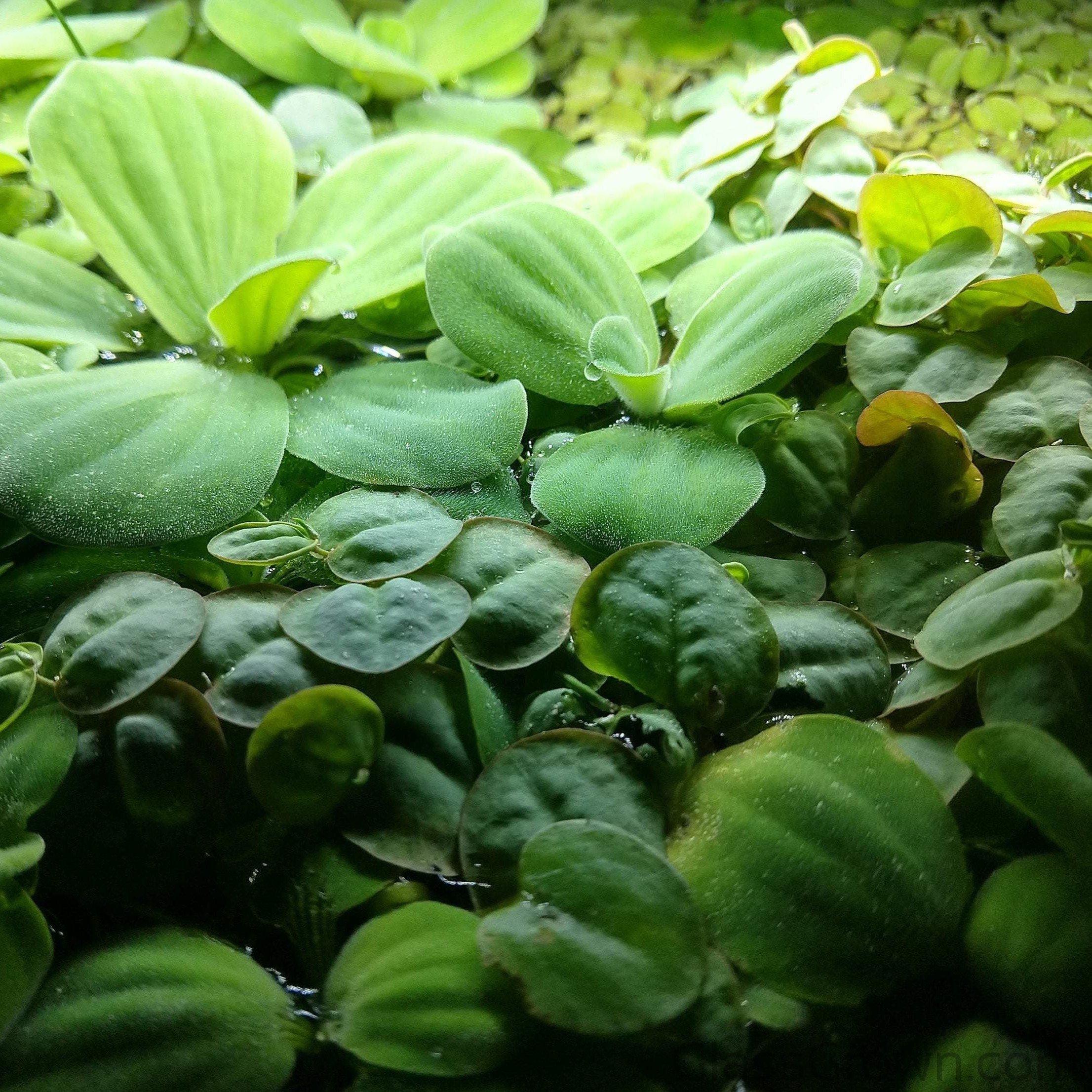 One-Cup-of-Mixed-Floaters-