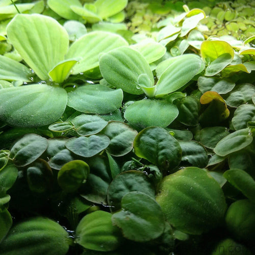 One Cup of Mixed Floaters-Aquatic Plants-Glass Grown-Glass Grown Aquatics-Aquarium live fish plants, decor