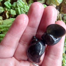 Load image into Gallery viewer, Onyx Mystery Snail-Live Animals-Glass Grown-Pack of Three Snails-Glass Grown Aquatics-Aquarium live fish plants, decor

