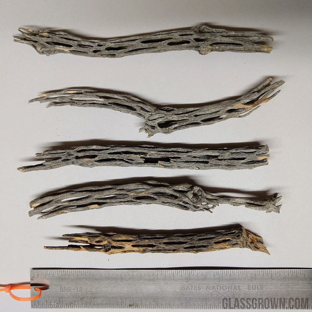 Organic Cholla Wood Logs-Aquarium Decor-Glass Grown-6