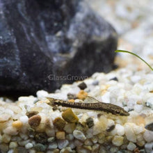 Load image into Gallery viewer, Otocinclus Algae Eaters 3 Pack-Live Animals-Glass Grown-3x-Glass Grown Aquatics-Aquarium live fish plants, decor
