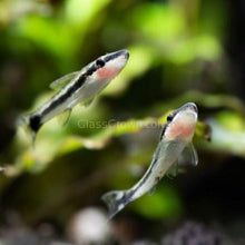 Load image into Gallery viewer, Otocinclus Algae Eaters 3 Pack-Live Animals-Glass Grown-3x-Glass Grown Aquatics-Aquarium live fish plants, decor
