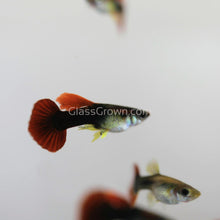 Load image into Gallery viewer, Pair Red Rose Guppy-Live Animals-Glass Grown-Glass Grown Aquatics-Aquarium live fish plants, decor
