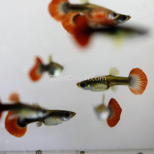 Load image into Gallery viewer, Pair Red Rose Guppy-Live Animals-Glass Grown-Glass Grown Aquatics-Aquarium live fish plants, decor
