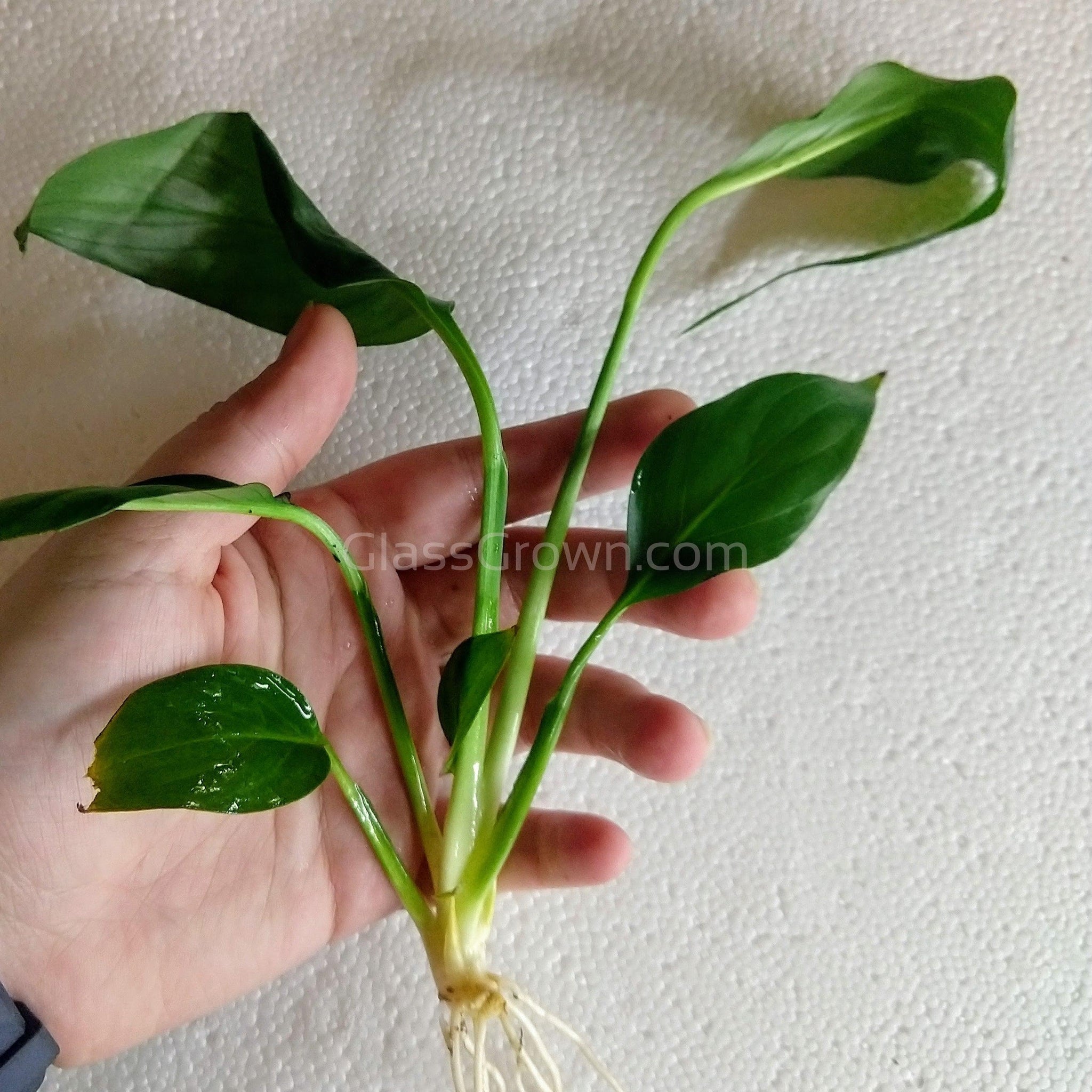 peace lily live in water Peace Lily – Glass Grown Aquatics
