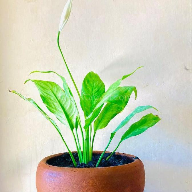 peace lily terrarium Peace Lily – Glass Grown Aquatics
