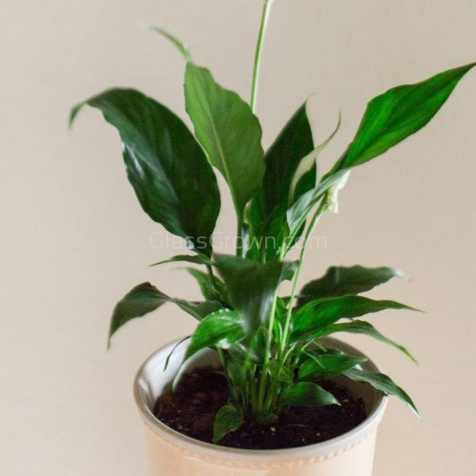 Peace Lily-Indoor & Outdoor Plants-Glass Grown-Glass Grown Aquatics-Aquarium live fish plants, decor