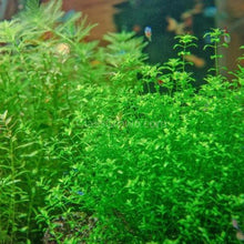 Load image into Gallery viewer, Pearlweed Portion-Aquatic Plants-Glass Grown-Glass Grown Aquatics-Aquarium live fish plants, decor
