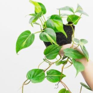 Philodendron 'Brasil'-Aquatic Plants-Glass Grown-3