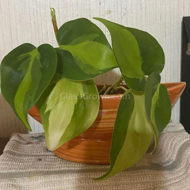 Philodendron 'Brasil' – Glass Grown Aquatics