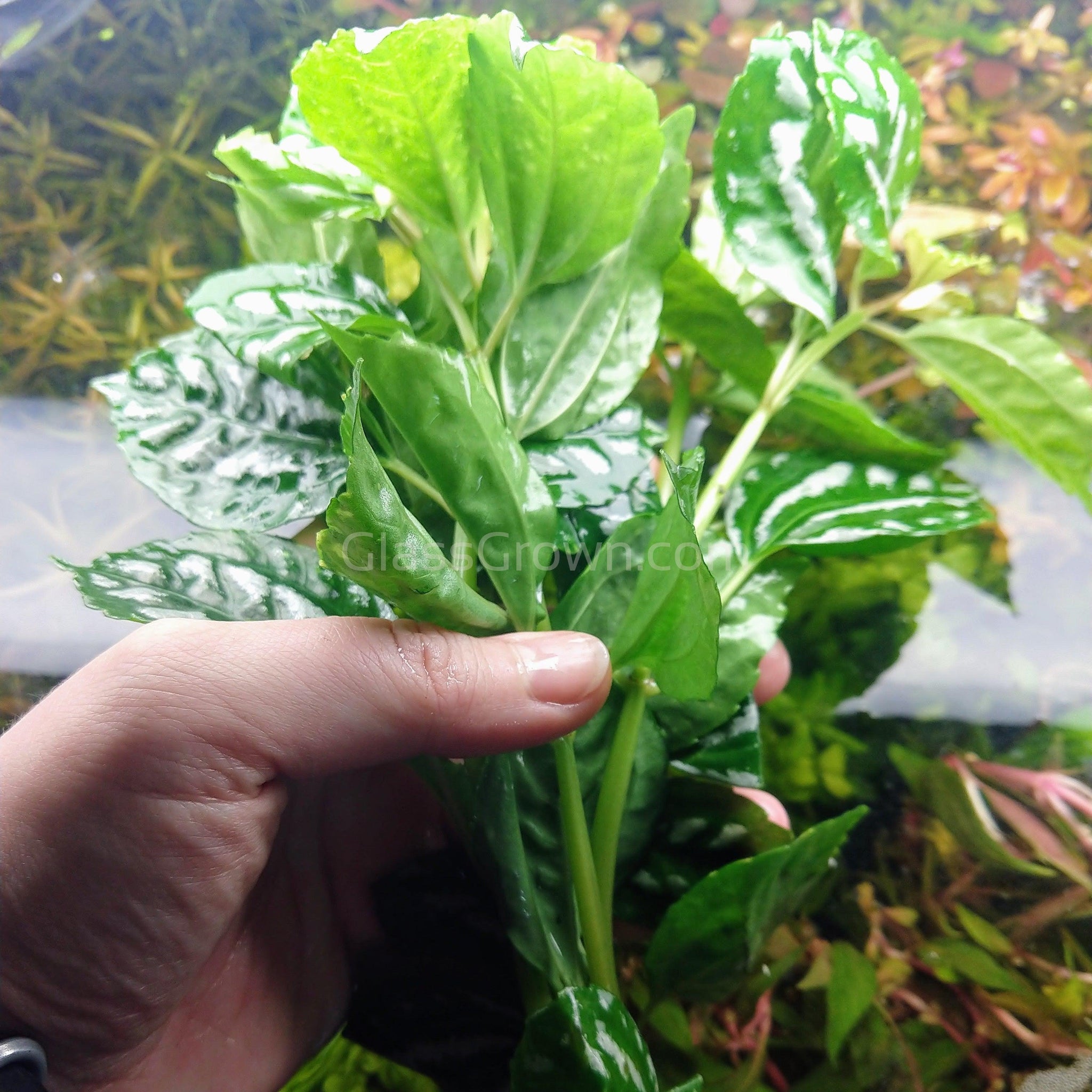 Pilea Aluminum Plant – Glass Grown Aquatics