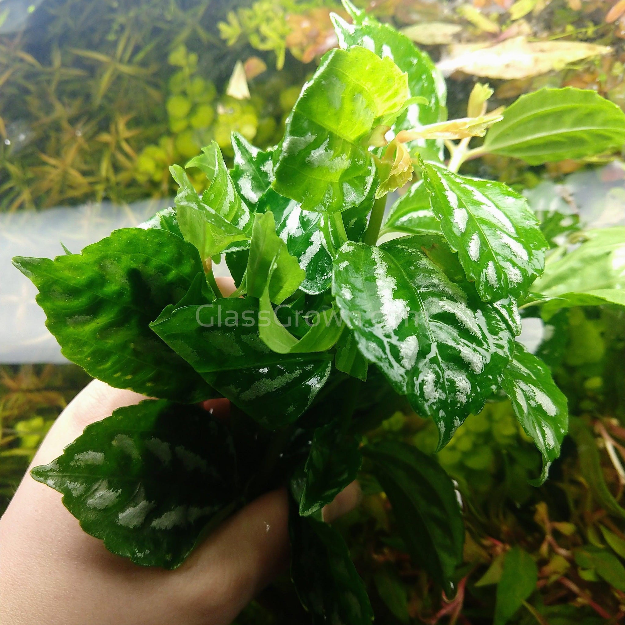 Pilea Aluminum Plant – Glass Grown Aquatics