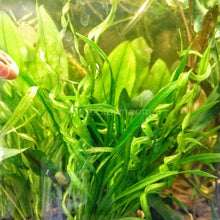 Load image into Gallery viewer, Potted Corkscrew Vesuvius Sword-Aquatic Plants-Glass Grown-Glass Grown Aquatics-Aquarium live fish plants, decor
