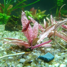 Load image into Gallery viewer, Potted Cryptocoryne Wendtii Flamingo-Aquatic Plants-Glass Grown-Glass Grown Aquatics-Aquarium live fish plants, decor
