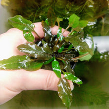 Load image into Gallery viewer, Potted Cryptocoryne Wendtii Bronze-Aquatic Plants-Glass Grown-Glass Grown Aquatics-Aquarium live fish plants, decor
