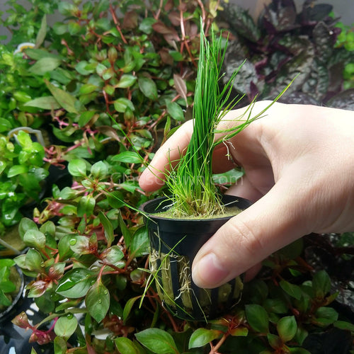 Potted Dwarf Hairgrass Clump-Aquatic Plants-Glass Grown Aquatics-Glass Grown Aquatics-Aquarium live fish plants, decor