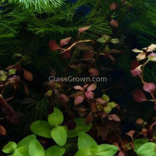 Load image into Gallery viewer, Potted Ludwigia Natans Super Red Mini-Aquatic Plants-Glass Grown-Glass Grown Aquatics-Aquarium live fish plants, decor
