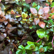 Load image into Gallery viewer, Potted Ludwigia Natans Super Red Mini-Aquatic Plants-Glass Grown-Glass Grown Aquatics-Aquarium live fish plants, decor
