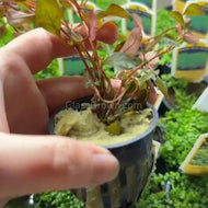 Bunch Ludwigia Natans Super Red Mini-Aquatic Plants-Glass Grown-Potted-Glass Grown Aquatics-Aquarium live fish plants, decor