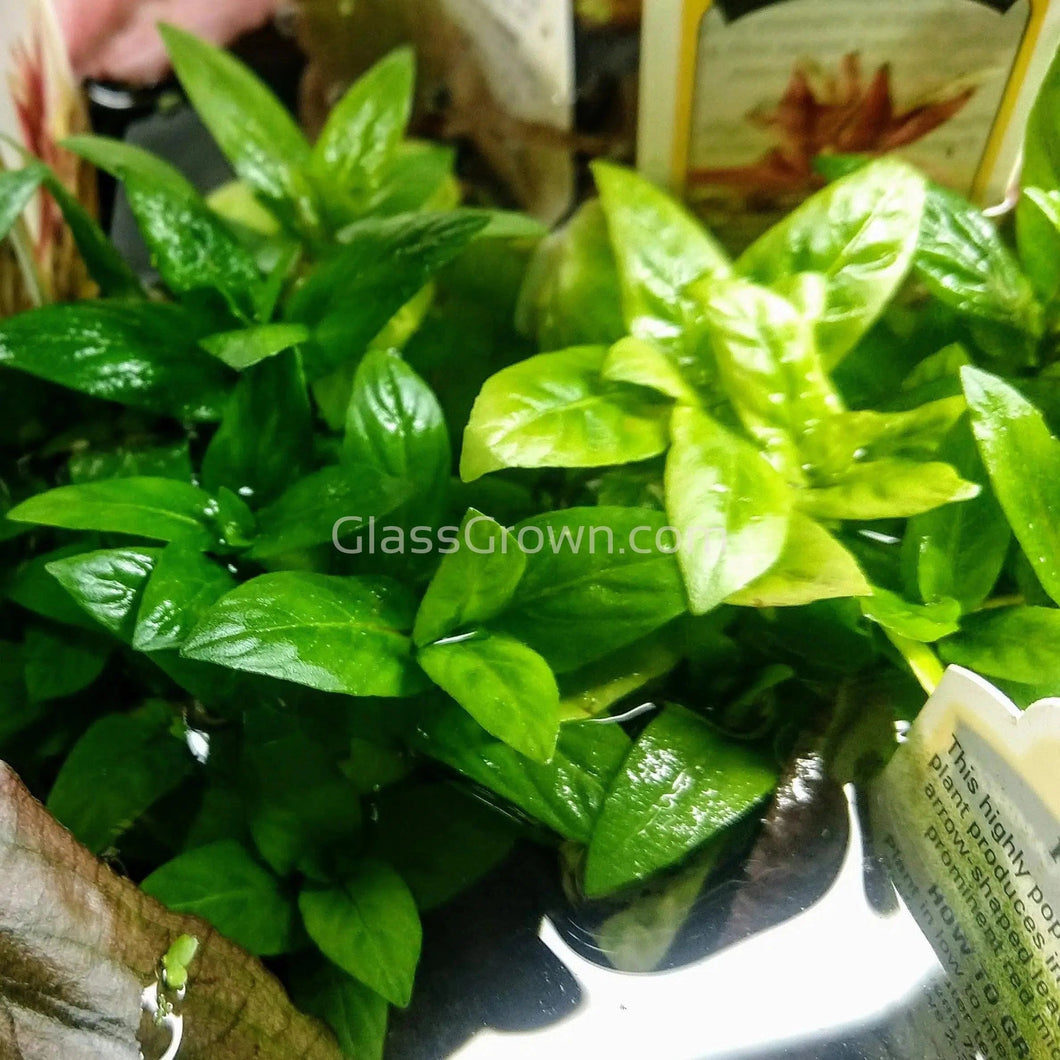 Potted Staurogyne Repens-Aquatic Plants-Glass Grown-Glass Grown Aquatics-Aquarium live fish plants, decor