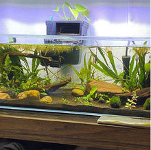 Load image into Gallery viewer, Purple Zebrina-Aquatic Plants-Glass Grown-Glass Grown Aquatics-Aquarium live fish plants, decor
