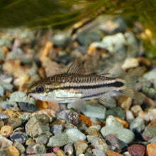 Load image into Gallery viewer, Pygmy Corydoras 6 Pack-Live Animals-Glass Grown-School of 6-Glass Grown Aquatics-Aquarium live fish plants, decor
