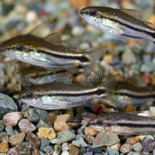 Load image into Gallery viewer, Pygmy Corydoras 6 Pack-Live Animals-Glass Grown-School of 6-Glass Grown Aquatics-Aquarium live fish plants, decor
