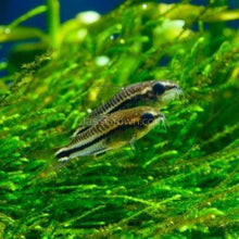 Load image into Gallery viewer, Pygmy Corydoras 6 Pack-Live Animals-Glass Grown-School of 6-Glass Grown Aquatics-Aquarium live fish plants, decor
