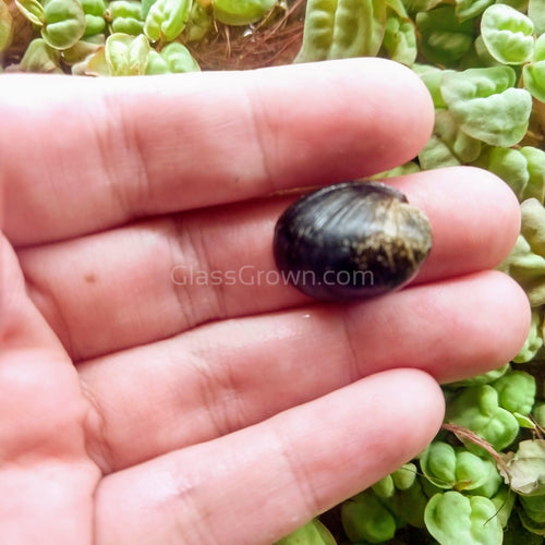 Red Lip Nerite Snail-Live Animals-Glass Grown-Single Snail-Glass Grown Aquatics-Aquarium live fish plants, decor