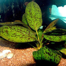 Load image into Gallery viewer, Potted Red Speckled Ozelot Sword-Aquatic Plants-Glass Grown-Glass Grown Aquatics-Aquarium live fish plants, decor
