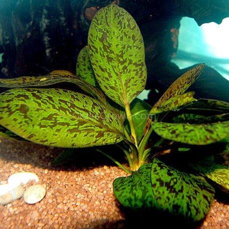 Potted Red Speckled Ozelot Sword-Aquatic Plants-Glass Grown-Glass Grown Aquatics-Aquarium live fish plants, decor