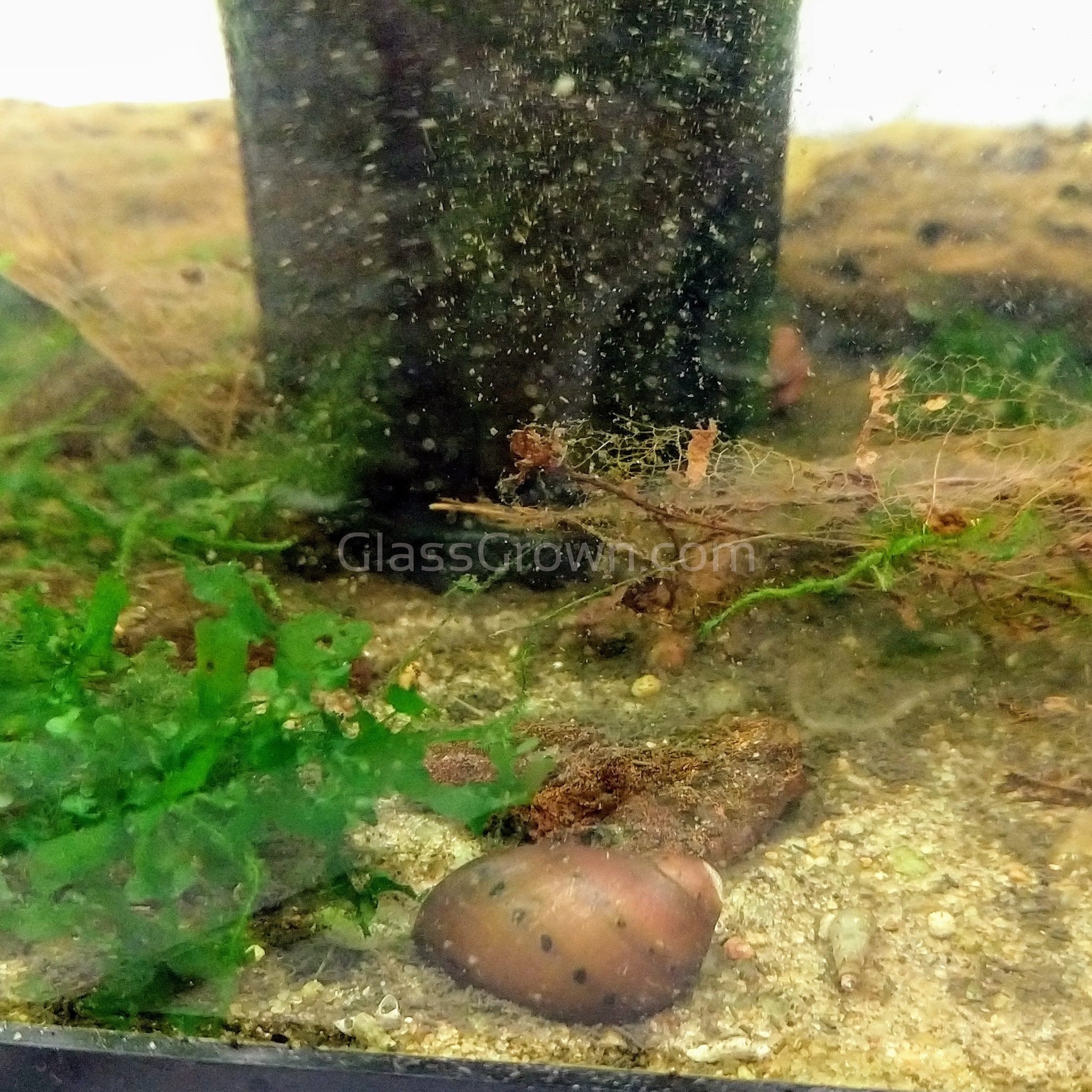 Red Spotted Nerite Snail - Riverpark Aquatics