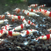 Load image into Gallery viewer, Shrimp Snowflake Treat-Fish Food-Glass Grown-30 Grams-Glass Grown Aquatics-Aquarium live fish plants, decor
