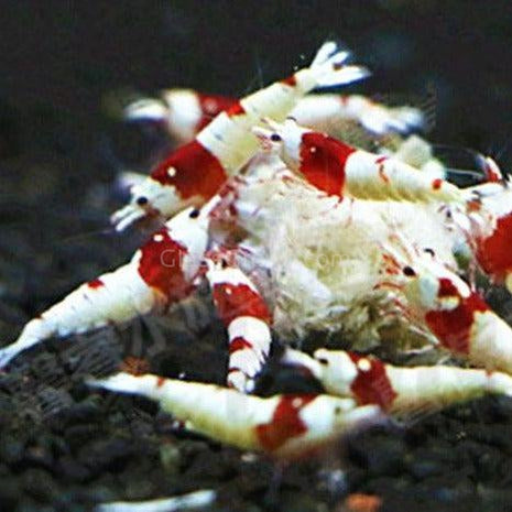 Shrimp Snowflake Treat-Fish Food-Glass Grown-30 Grams-Glass Grown Aquatics-Aquarium live fish plants, decor
