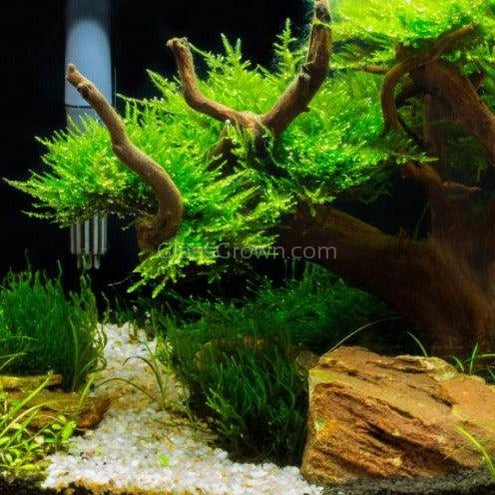 spider wood plant Spiderwood Small – Nano Tank Driftwood and Moss Base