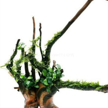 Load image into Gallery viewer, Spiderwood Driftwood Small (4-6&quot;)-Aquarium Decor-Glass Grown-Glass Grown Aquatics-Aquarium live fish plants, decor
