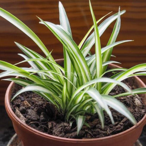 Spider Plant-Aquatic Plants-Glass Grown-4