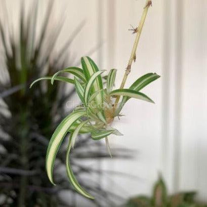 Spider Plant-Aquatic Plants-Glass Grown-Single Bare-Root Stem-Glass Grown Aquatics-Aquarium live fish plants, decor