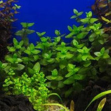 Load image into Gallery viewer, Stem Plants A la Carte!-Aquatic Plants-Glass Grown Aquatics-Lemon Bacopa-Glass Grown Aquatics-Aquarium live fish plants, decor
