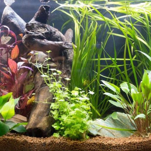 Stem Plants A la Carte!-Aquatic Plants-Glass Grown Aquatics-Narrow Saggittaria-Glass Grown Aquatics-Aquarium live fish plants, decor