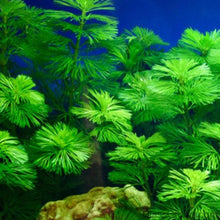 Load image into Gallery viewer, Stem Plants A la Carte!-Aquatic Plants-Glass Grown Aquatics-Purple/ Bronze Cabomba PULCHERRIMA-Glass Grown Aquatics-Aquarium live fish plants, decor
