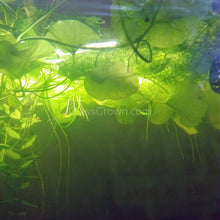 Load image into Gallery viewer, Taiwan Lily Plantlet-Aquatic Plants-Glass Grown-Glass Grown Aquatics-Aquarium live fish plants, decor
