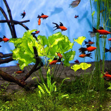 Load image into Gallery viewer, Taiwan Lily Plantlet-Aquatic Plants-Glass Grown-Glass Grown Aquatics-Aquarium live fish plants, decor
