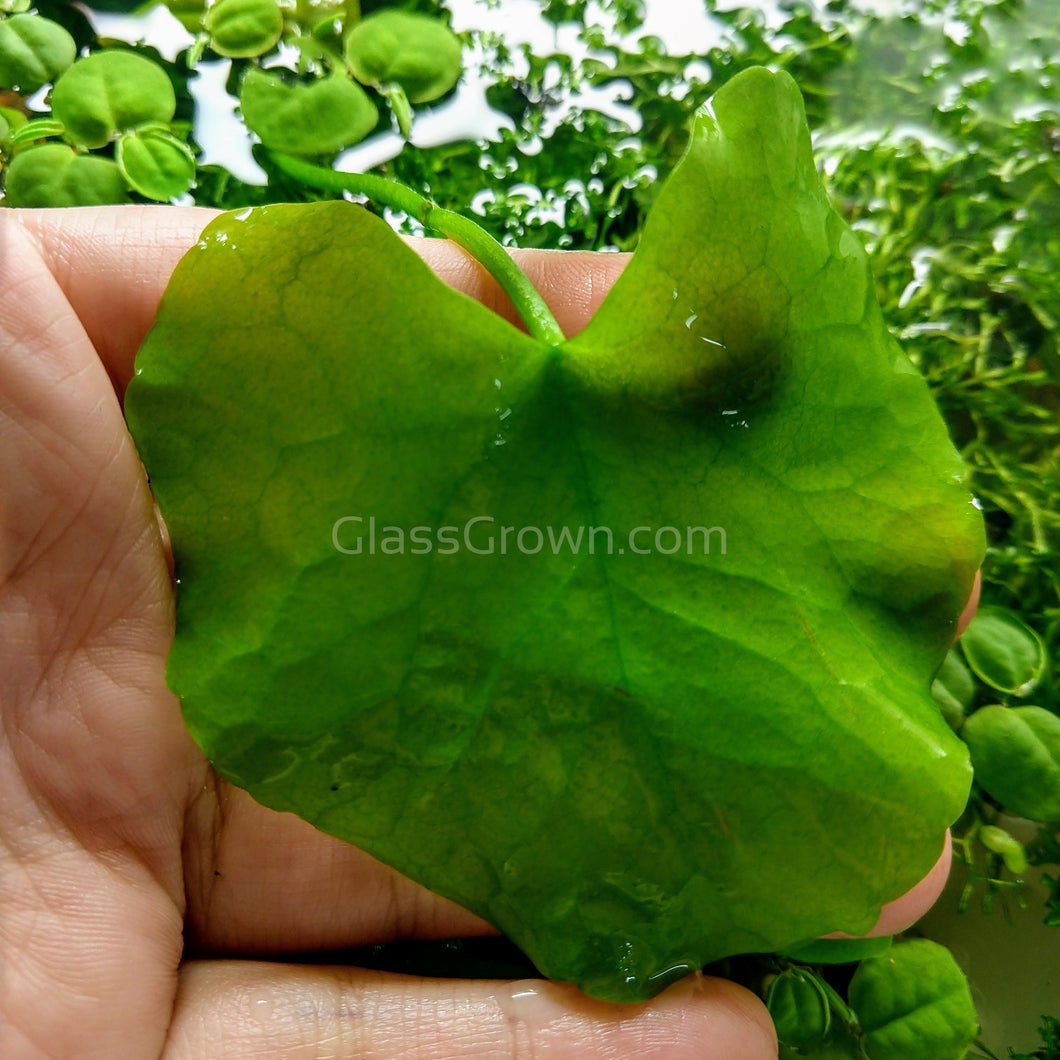 Taiwan Lily Plantlet-Aquatic Plants-Glass Grown-Glass Grown Aquatics-Aquarium live fish plants, decor