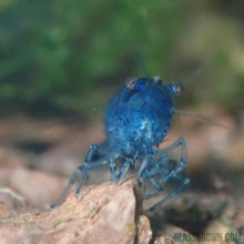 Load image into Gallery viewer, Blue Dream Dwarf Shrimp 10+ Pack-Live Animals-Glass Grown-10x-Glass Grown Aquatics-Aquarium live fish plants, decor
