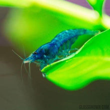 Load image into Gallery viewer, Blue Dream Dwarf Shrimp 10+ Pack-Live Animals-Glass Grown-10x-Glass Grown Aquatics-Aquarium live fish plants, decor
