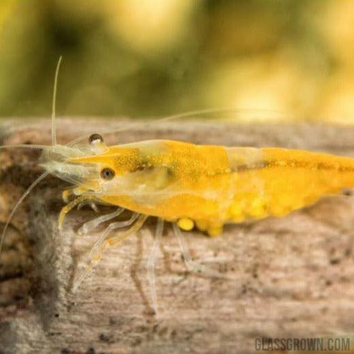 thumbnail image 2 of 10+ Yellow Golden Back Neocaridina Shrimp - Freshwater Aquarium Shrimp For Beginners 2 of 3
