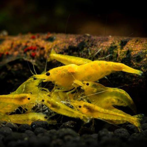 10+1 Neon Yellow Shrimp - Yellow Golden Back Neocaridina Shrimp 10+1 Neon Yellow Shrimp - Yellow Golden Back Neocaridina Shrimp