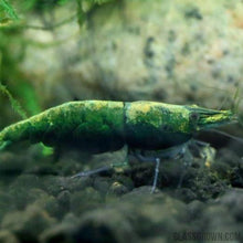 Load image into Gallery viewer, Green Jade Dwarf Shrimp 10+ Pack-Live Animals-Glass Grown-10x-Glass Grown Aquatics-Aquarium live fish plants, decor
